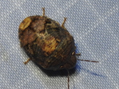 Stethaulax marmorata