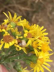 Botanophila jacobaeae