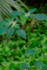 Euphorbia heterophylla image