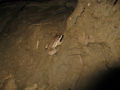 Adenomera hylaedactyla