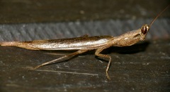 Galepsus