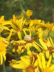 Botanophila jacobaeae