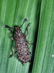 Basitropis