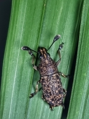Basitropis