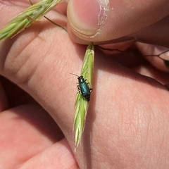 Cordylepherus viridis