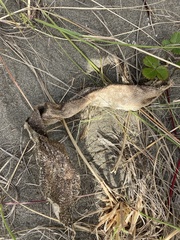 Macrocystis pyrifera