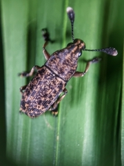 Basitropis