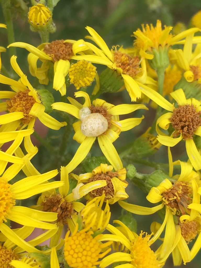 Ragwort Seed Fly