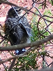 Turdus migratorius