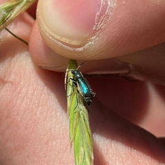 Cordylepherus viridis