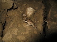 Adenomera hylaedactyla