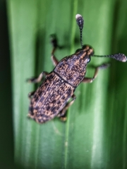 Basitropis