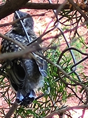 Turdus migratorius