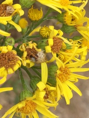 Botanophila jacobaeae