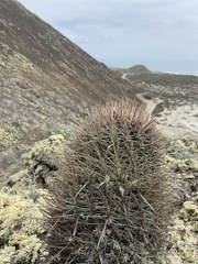 Ferocactus fordii borealis