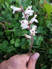 Orobanche crenata