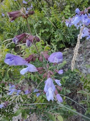 Salvia ringens