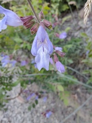 Salvia ringens