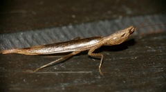 Galepsus