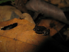Leptodactylus petersii