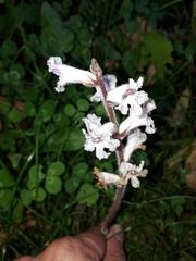 Orobanche crenata