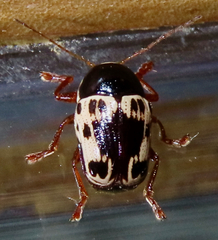 Cryptocephalus mutabilis