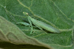 Tropidomantis tenera