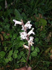 Orobanche crenata