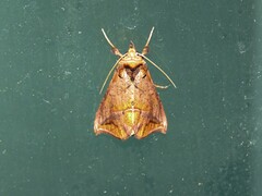 Pseudeva purpurigera