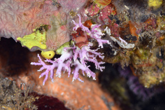 Stylaster roseus