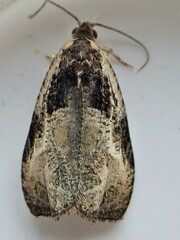 Olethreutes connectum