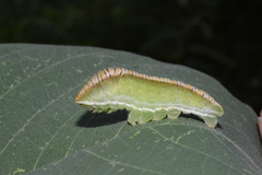 Protographium epidaus