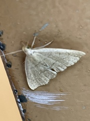 Macrochilo litophora