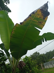 Pseudocercospora fijiensis