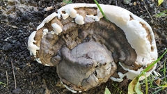 Fungi