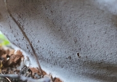 Fungi
