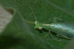 Tropidomantis tenera