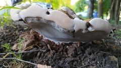 Fungi