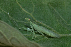 Tropidomantis tenera