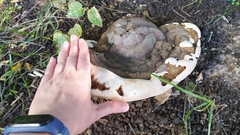 Fungi