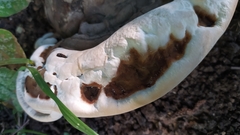 Fungi