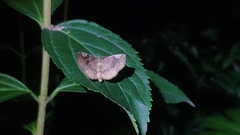 Pangrapta perturbans