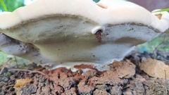 Fungi