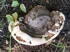 Fungi