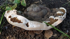 Fungi