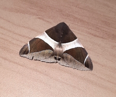 Bastilla crameri