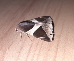 Bastilla crameri