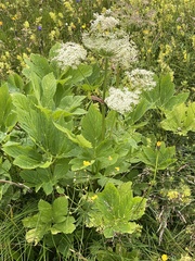 Peucedanum ostruthium