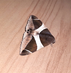 Bastilla crameri