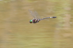 Macromia